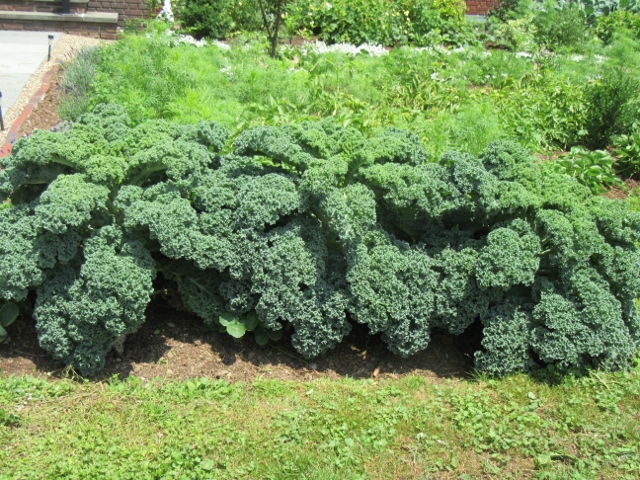 Kale.jpg